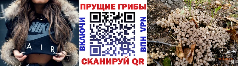 Купить закладки  Железноводск  Галлюциногенные грибы GOLDEN TEACHER 